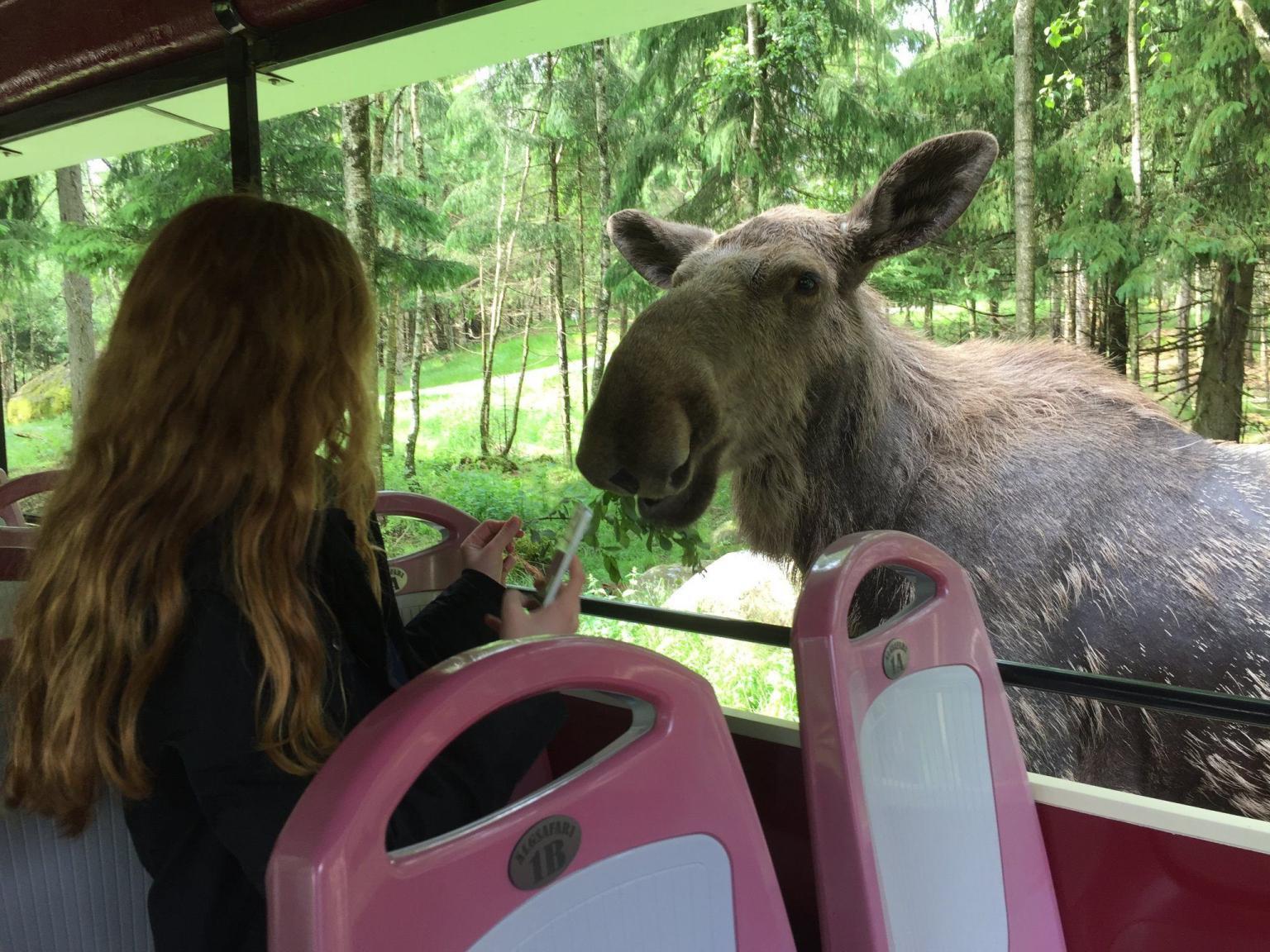 Schweden: Auf Safari im Elchpark Markaryd - der schönste Elchpark in Südschweden