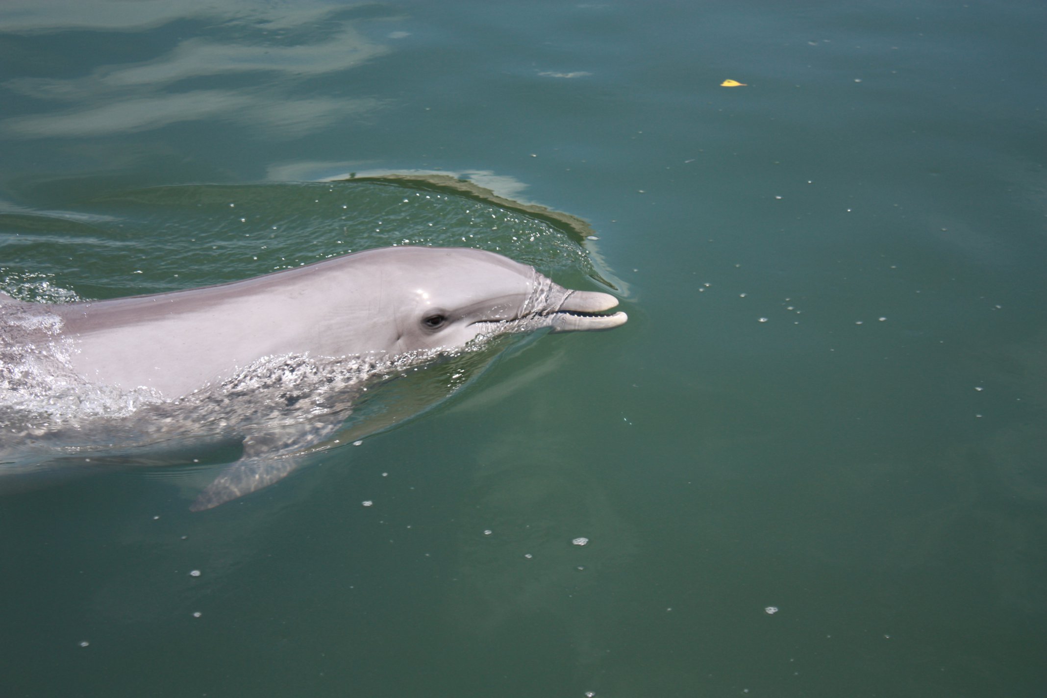 Einmal Mit Delfinen Schwimmen