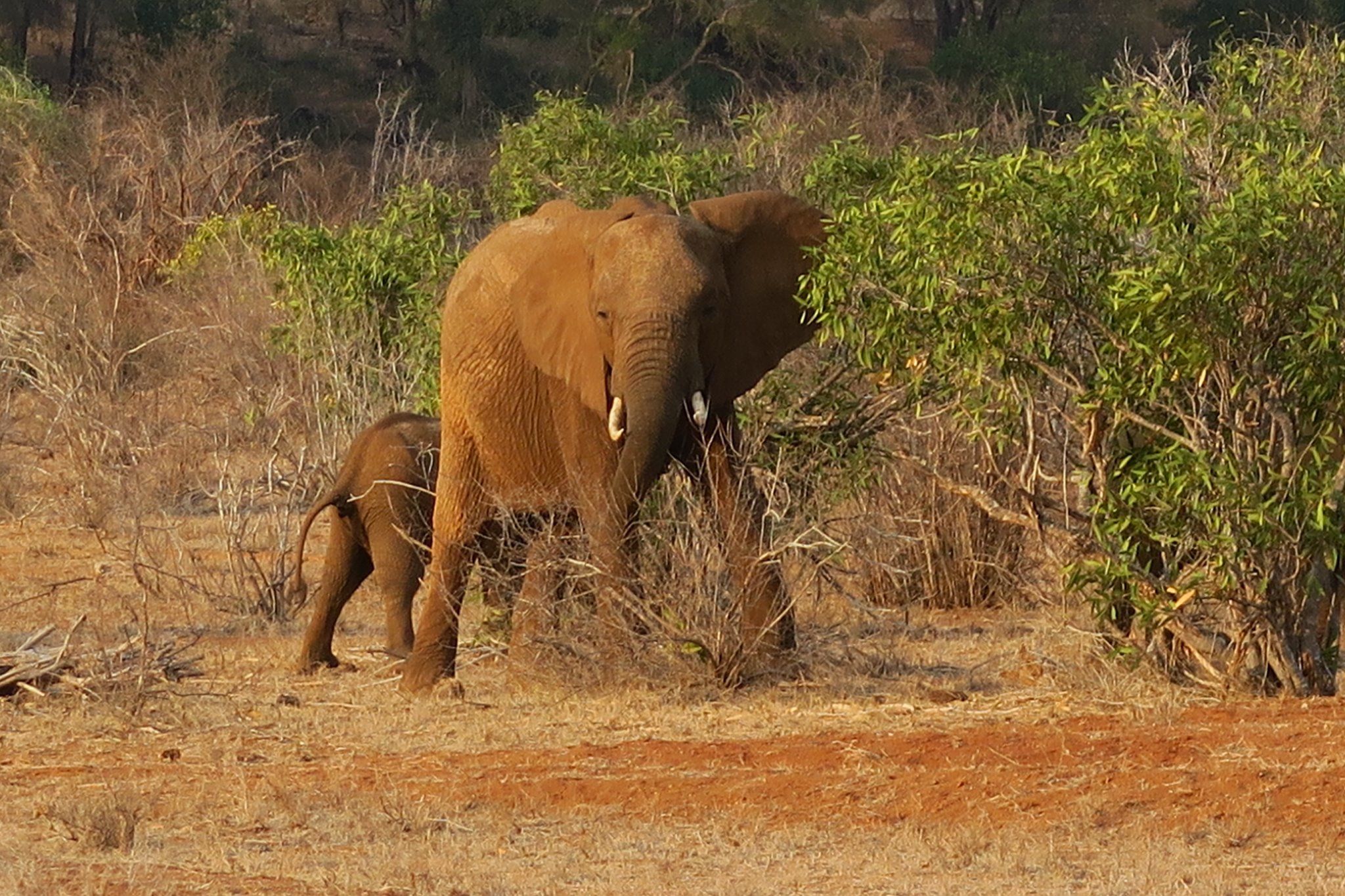 Epiya Chapeyu Camp Im Tsavo Ost Nationalpark Safari Mit