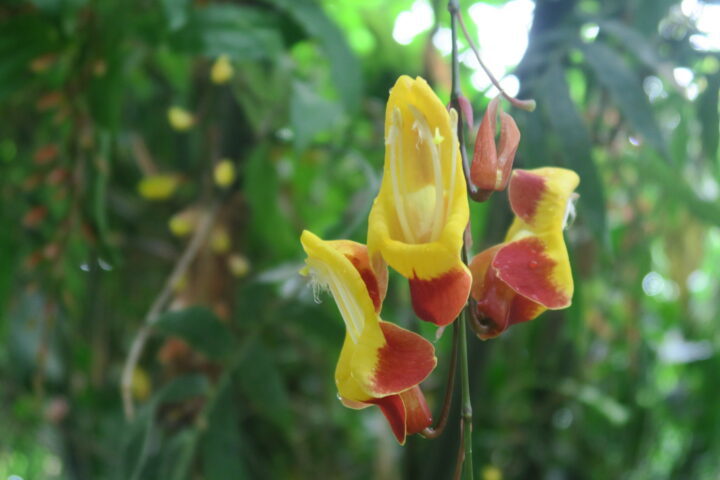 Gelbrote Orchidee im Eden Project